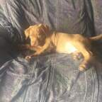 Download aguilamarrambo OnlyFans leaks for free 

 profile picture