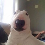 Download amaaterasuu OnlyFans videos and photos for free 

 profile picture