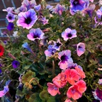 Download angelri0tt OnlyFans content for free 

 profile picture