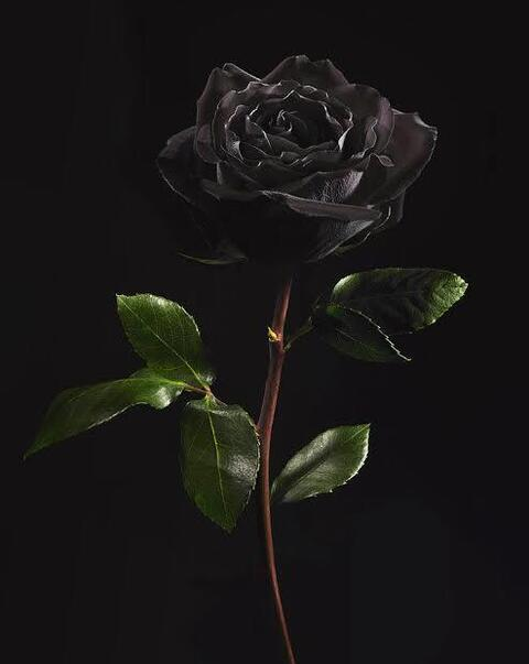 Header of anoncouple1316