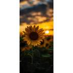 Download applehottie OnlyFans content for free 

 profile picture