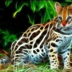 ashling OnlyFans Leak 

 profile picture