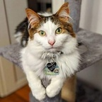 balrogmeowgoth (Balrog) OnlyFans Leaks 

 profile picture