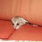 billpickles OnlyFans Leaks 

 profile picture