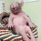 Download blinked OnlyFans content for free 

 profile picture