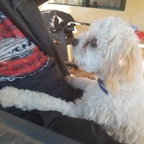 bridgey (Bridgey) free OnlyFans Leaked Pictures & Videos 

 profile picture