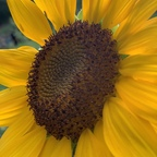 Download browneyedbeauty1116 OnlyFans leaks for free 

 profile picture