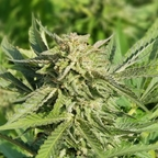 Download cannaporn OnlyFans videos and photos for free 

 profile picture