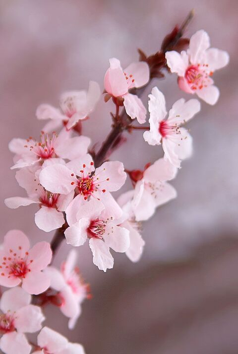 Header of cherry_blossom