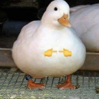 Download cutefemboyowo OnlyFans videos and photos for free 

 profile picture