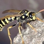 darebear666 OnlyFans Leaks 

 profile picture