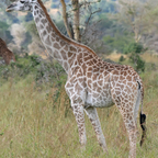 dickedemdown (Thirdleg) OnlyFans Leaks 

 profile picture