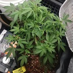 dsdragonspawn (MidGard Greenery) free OnlyFans Leaked Videos and Pictures 

 profile picture