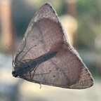 Onlyfans leak edenyvi 

 profile picture