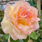 elisenezzi OnlyFans Leak 

 profile picture