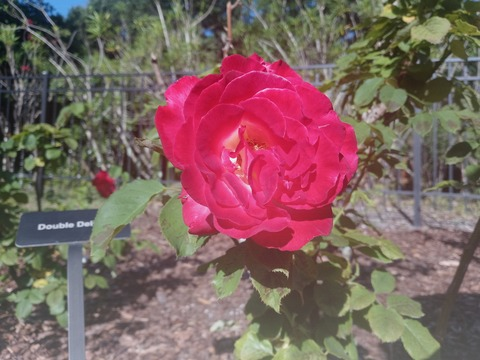 Header of emilyrxse21