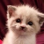 Free access to (felixthelynx) Leaks OnlyFans 

 profile picture