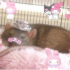 Onlyfans leak g0blinprincess 

 profile picture