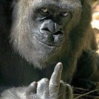 greenlandic OnlyFans Leaked 

 profile picture