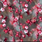 iamninnaricci OnlyFans Leaked 

 profile picture