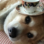 Download iinuu OnlyFans videos and photos for free 

 profile picture