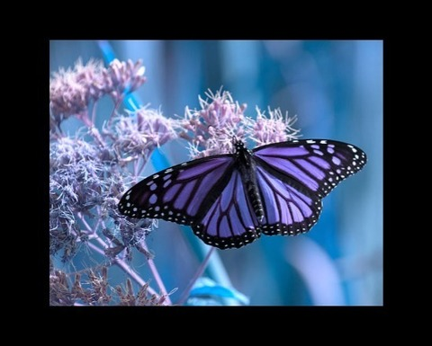 Header of jaguar_moon