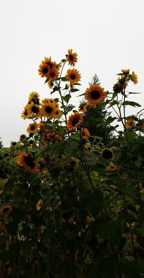 Header of ka_erotica