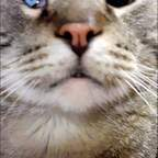 Onlyfans leaks kitcatmeowston 

 profile picture