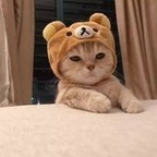 Onlyfans leaks kloux 

 profile picture