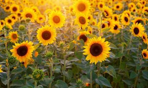 Header of latinaaabonitaa