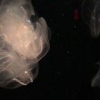 Download lildev123 OnlyFans leaks for free 

 profile picture