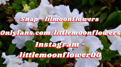Header of littlemoonflowers
