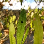 Lola lovelylola888 Leak OnlyFans 

 profile picture