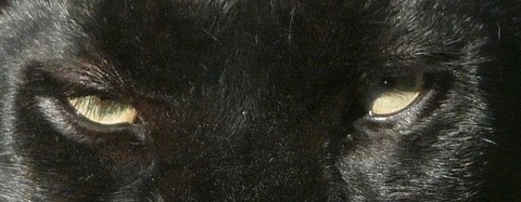 Header of loyalandrees