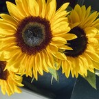 lozjones (Lauren) free OnlyFans Leaks 

 profile picture