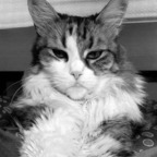 ninovka OnlyFans Leaks 

 profile picture