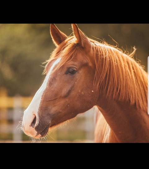 Header of oldmcdonaldhadahorsecock