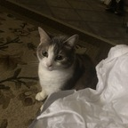 Download onlypurrs OnlyFans leaks for free 

 profile picture