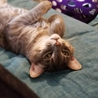 onlytentoes OnlyFans Leak 

 profile picture