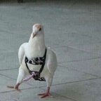 paraiso (Paraiso baby) free OnlyFans content 

 profile picture