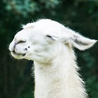 pecantowel OnlyFans Leaked 

 profile picture