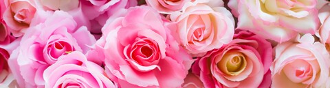 Header of pink-rose