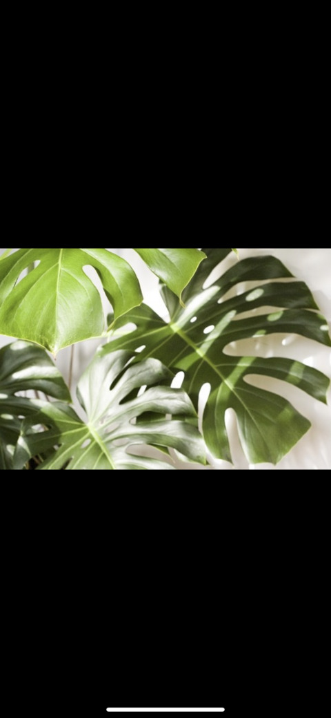 Header of plantbabe