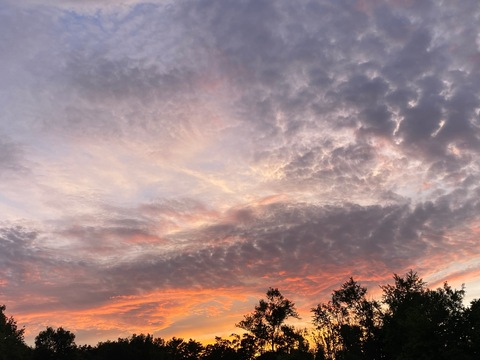 Header of pleasurememia