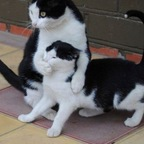 querencia (Querencia) free OnlyFans Leaked Videos and Pictures 

 profile picture