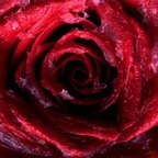 Download rosebud26 OnlyFans videos and photos for free 

 profile picture