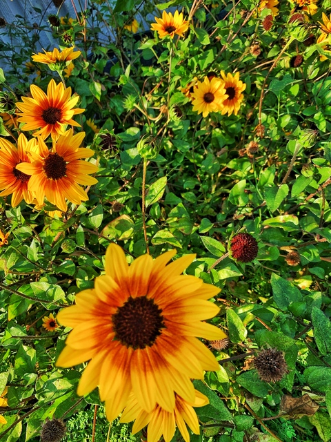 Header of sandycheeks1002