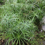 savadelrey OnlyFans Leaked Photos and Videos 

 profile picture