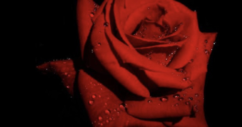 Header of scarlet_rose