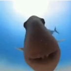 Free access to (@shrekinator9000) Leaks OnlyFans 

 profile picture